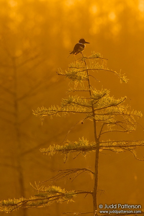 Belted Kingfisher, Everglades National Park, Florida, United States